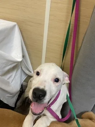 An adult medium-sized male Terrier dog named Spuds for adoption in Honolulu, HI