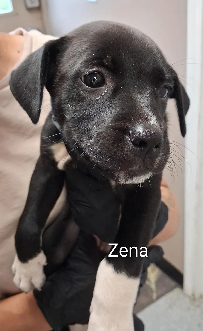 A baby medium-sized female Black Labrador Retriever dog named Zena for adoption in Maynardville, TN