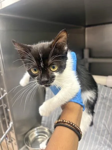 A baby small-sized female Domestic Short Hair cat named Cher for adoption in Santa Rosa, CA