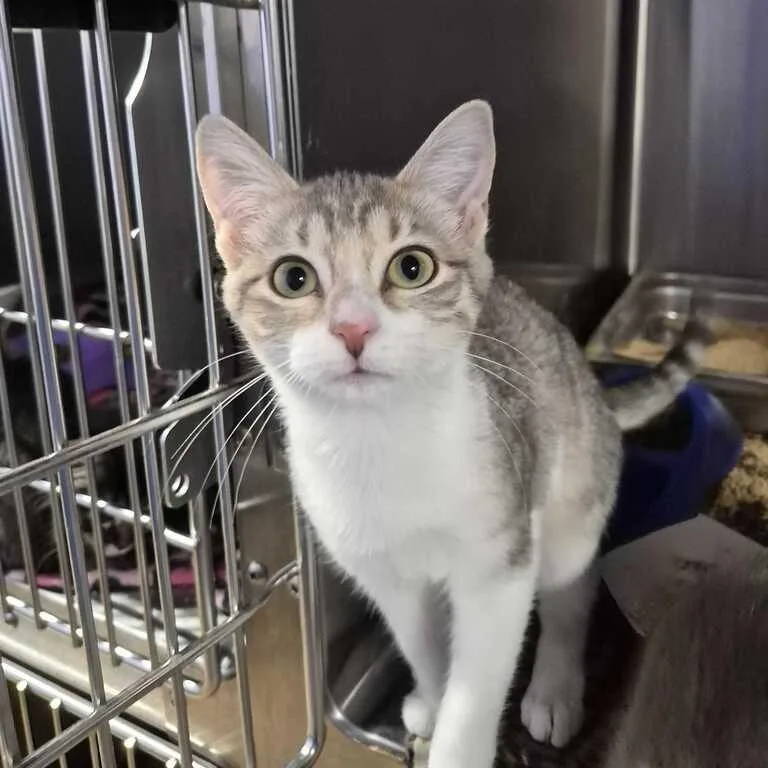 A baby small-sized female Gray / Blue / Silver Domestic Short Hair cat named Yasss for adoption in Davenport, IA
