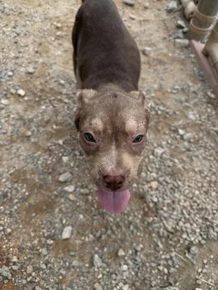 A baby small-sized female Mixed Breed dog named Hazel for adoption in Barnesville, GA