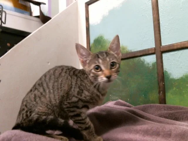 A baby small-sized female Domestic Short Hair cat named Nezuko for adoption in Houston, TX