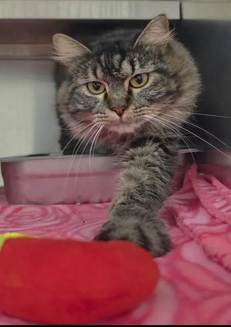 A young medium-sized female Domestic Medium Hair cat named Maji for adoption in Saint Peters, MO