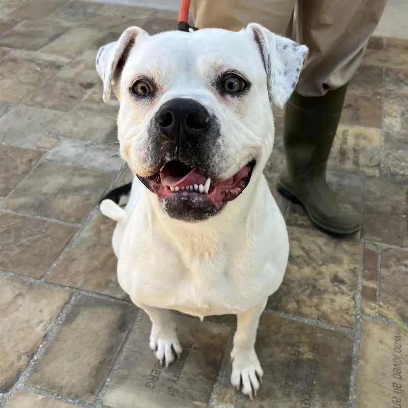 An adult large-sized female White / Cream Boxer dog named Poppy for adoption in Ojai, CA
