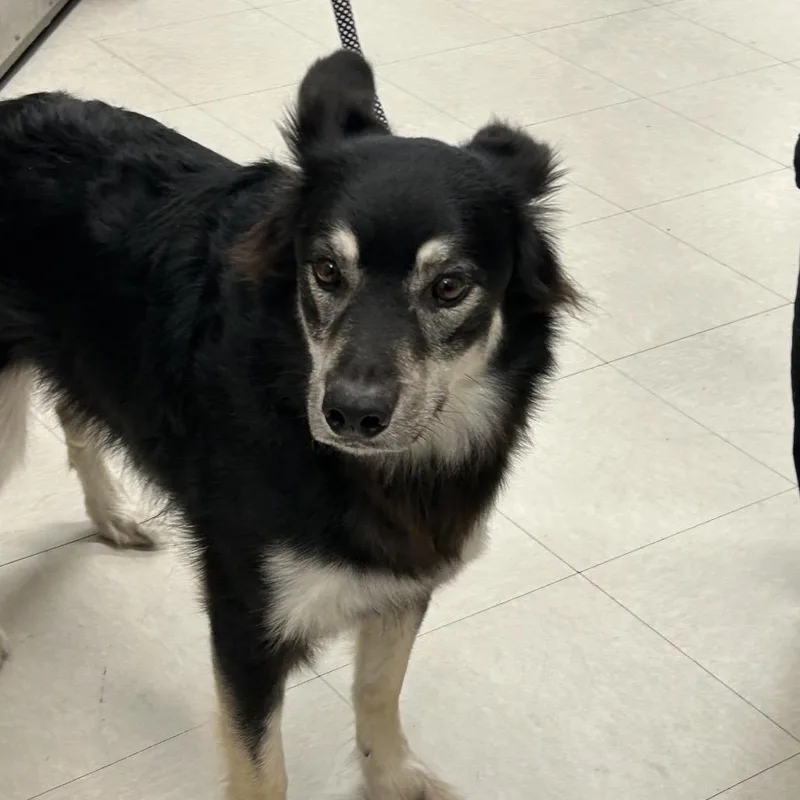 An adult medium-sized female Black Border Collie dog named Japan for adoption in League City, TX