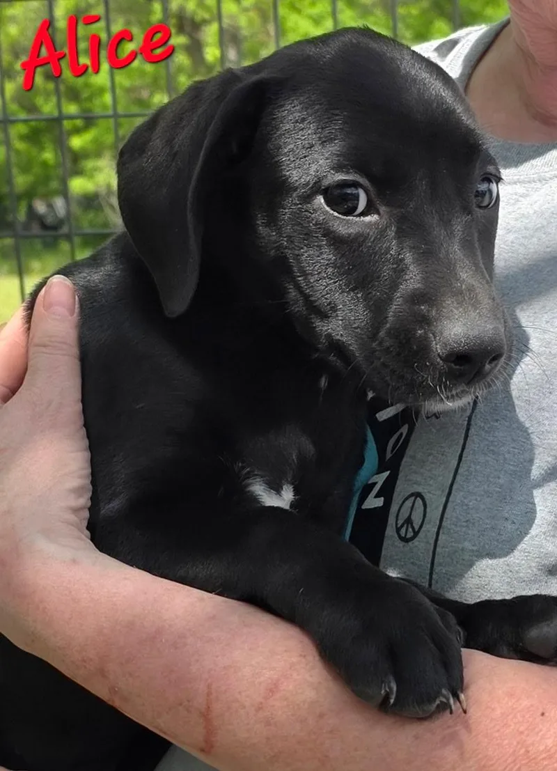 A baby medium-sized female Black Labrador Retriever dog named Alice for adoption in Watertown, CT