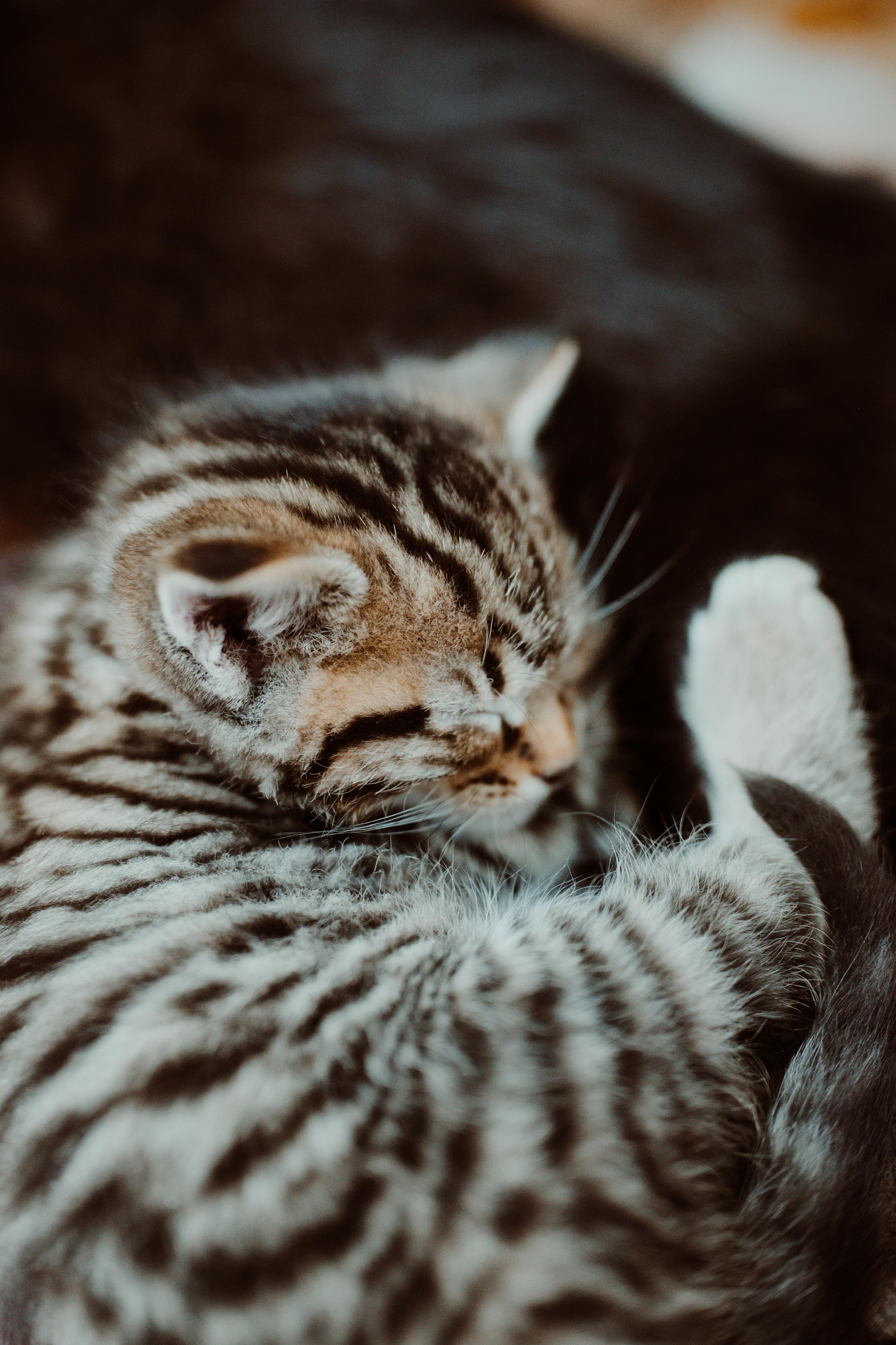 A baby small-sized female Domestic Short Hair cat named Tora for adoption in Le Mars, IA