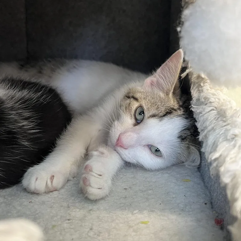 A baby small-sized female White Domestic Short Hair cat named Solo for adoption in Delaware, OH