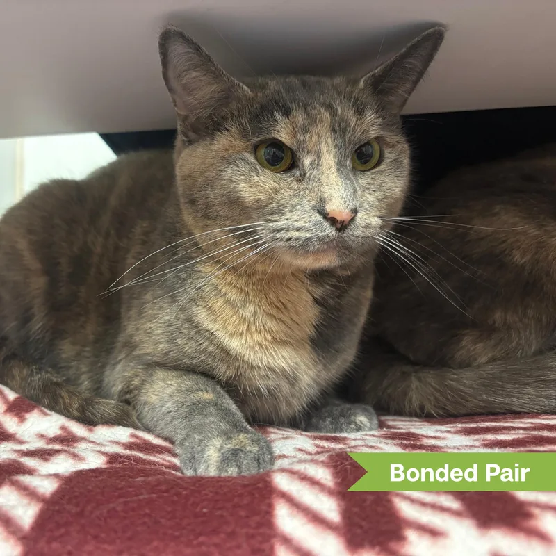 An adult medium-sized female Domestic Short Hair cat named Nala for adoption in Reisterstown, MD
