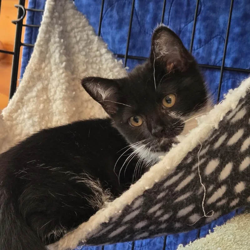 A baby small-sized female Black Domestic Short Hair cat named Pepsi for adoption in Falls Church, VA