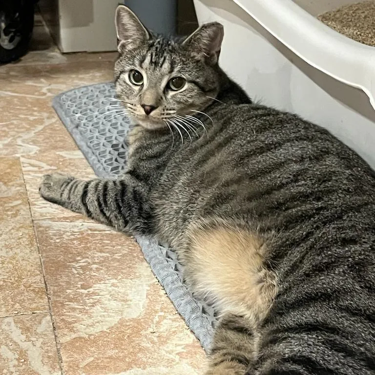 An adult small-sized male Domestic Short Hair cat named Pretzel for adoption in Middle Village, NY