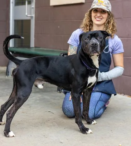 An adult large-sized male Mixed Breed dog named Elmer for adoption in Chamblee, GA