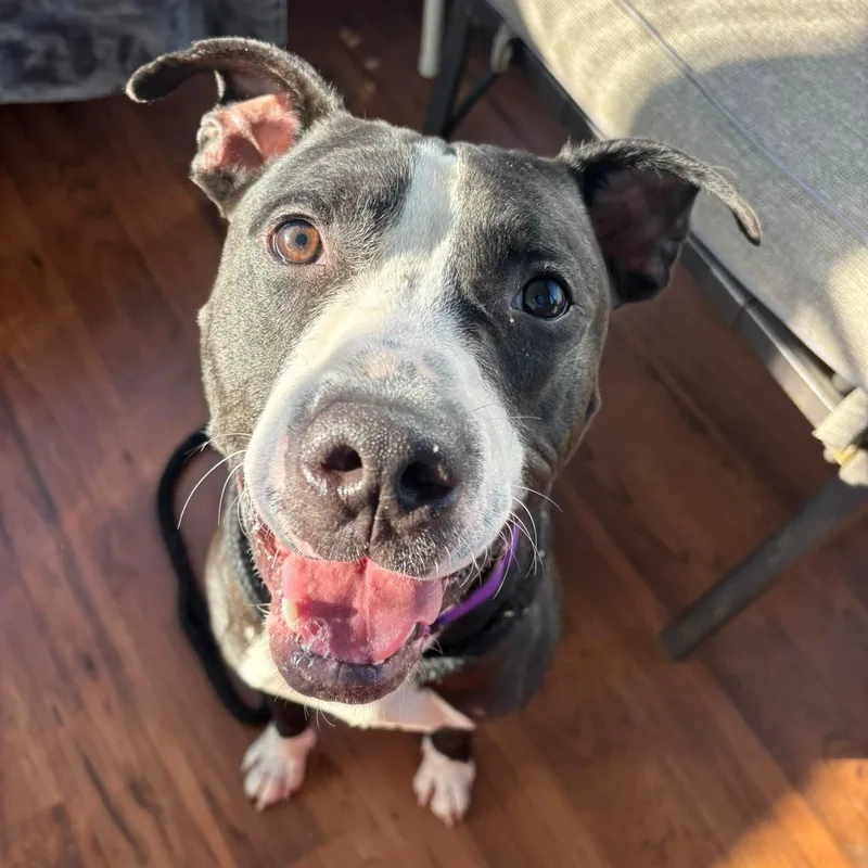 A young medium-sized male Terrier dog named Paul for adoption in North Syracuse, NY