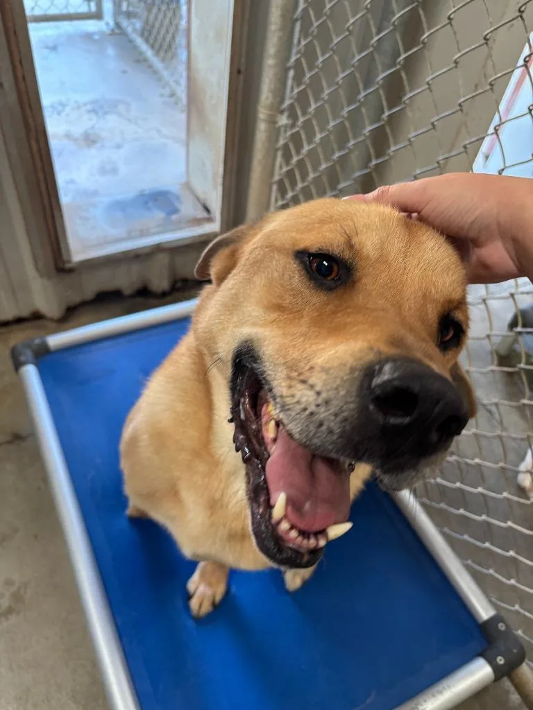 An adult large-sized male Labrador Retriever dog named Duke for adoption in McFarland, CA