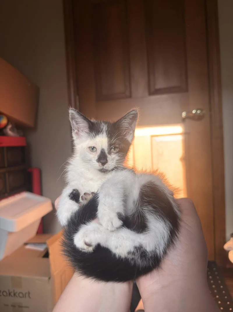 A baby medium-sized male Black & White / Tuxedo Domestic Short Hair cat named Fantosme for adoption in Walled Lake, MI
