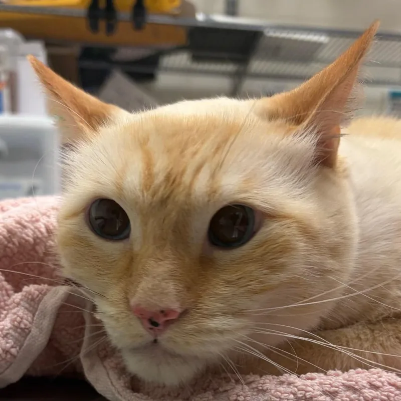 An adult large-sized male Siamese cat named Jack for adoption in Murray, UT