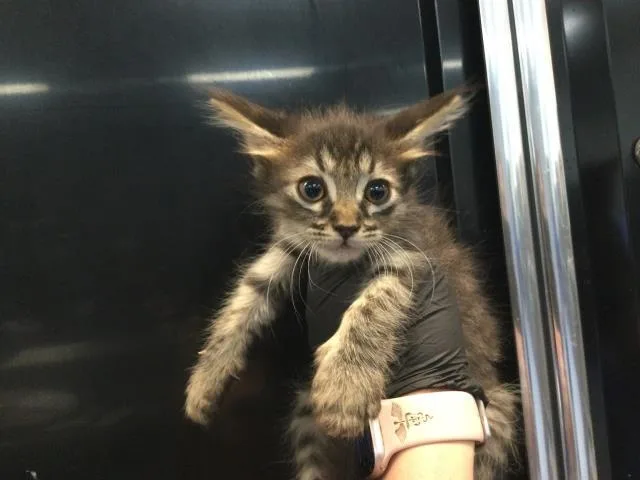 A baby small-sized female Domestic Short Hair cat named Bunny for adoption in Thousand Palms, CA