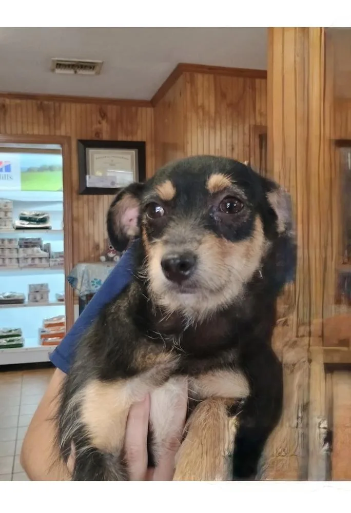 A baby small-sized female Tricolor (Brown, Black, & White) Dachshund dog named Poppy for adoption in Earleville, MD