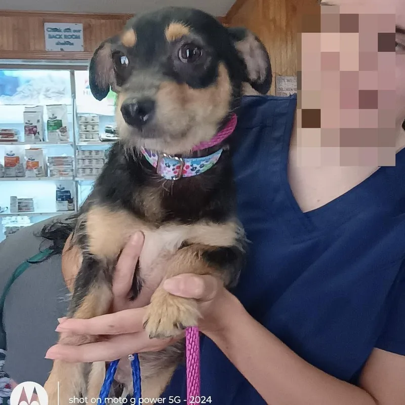 Poppy thumbnail 2