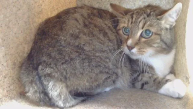 A senior large-sized male Domestic Short Hair cat named Stanley for adoption in Gardena, CA