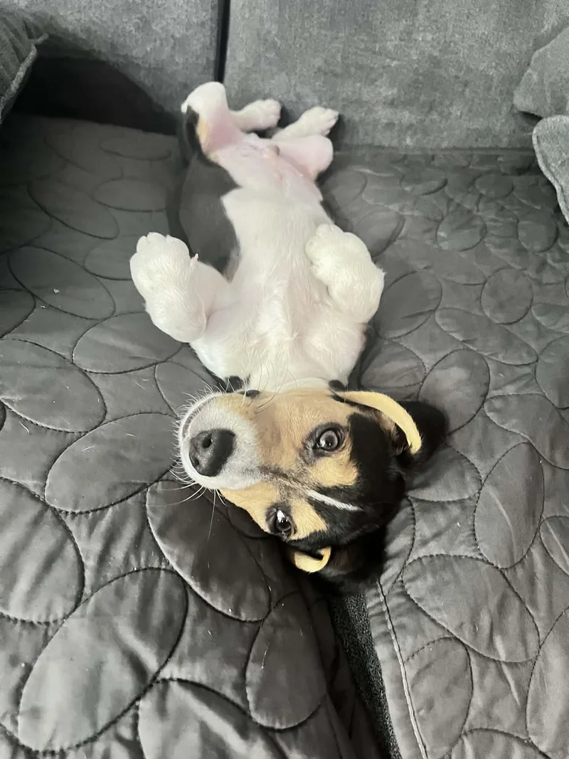 A baby medium-sized male Tricolor (Brown, Black, & White) Beagle dog named Todd for adoption in Aurora, CO
