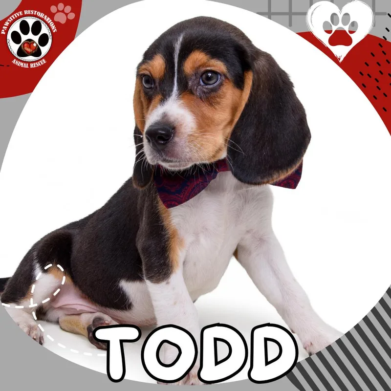 Todd thumbnail 4
