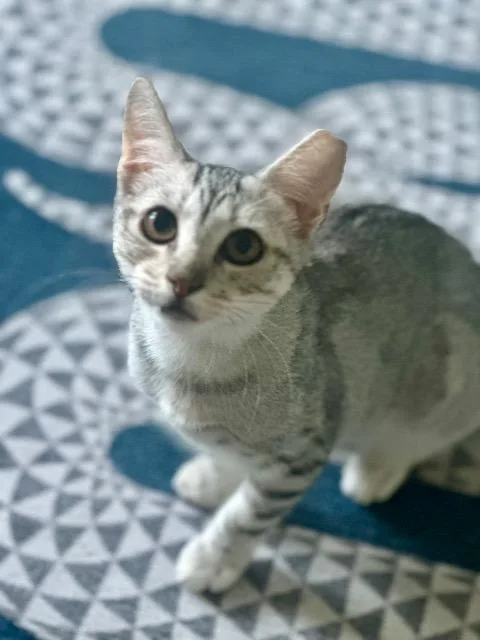 A baby medium-sized female Domestic Short Hair cat named Ambrosia for adoption in Cincinnati, OH