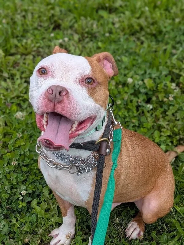 An adult large-sized male Red / Chestnut / Orange Mixed Breed dog named Deebow for adoption in Cincinnati, OH