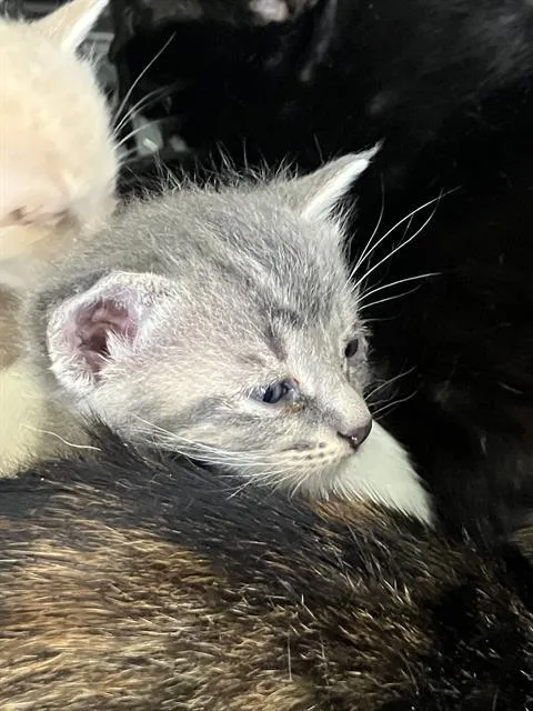 A baby small-sized male Domestic Short Hair cat named Mike for adoption in Dallas, TX