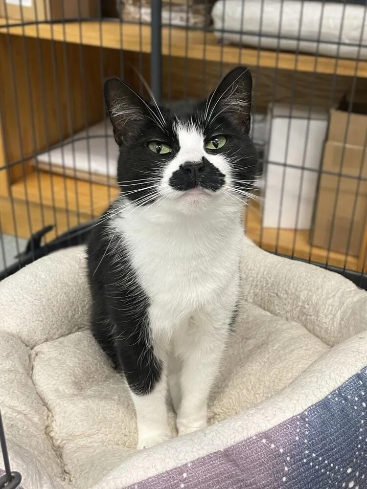 An adult medium-sized female Black & White / Tuxedo Domestic Short Hair cat named Jamie for adoption in Trenton, ME