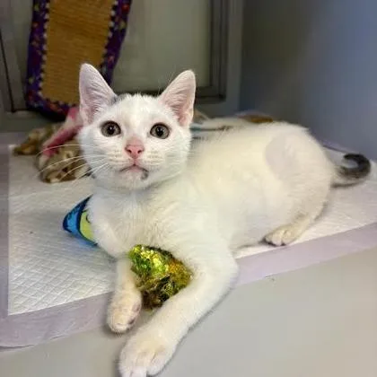 A baby small-sized male Domestic Short Hair cat named Messi for adoption in West Chester, PA
