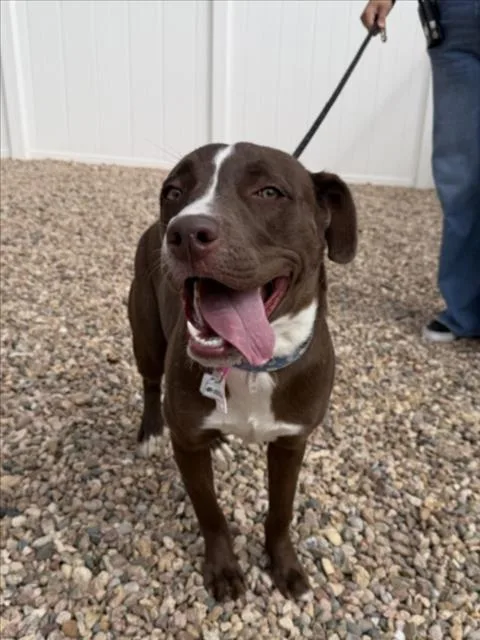 A young large-sized female Pit Bull Terrier dog named Pebbles for adoption in Loveland, CO