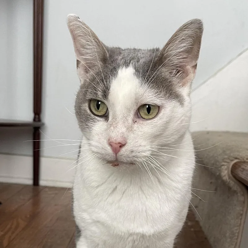 An adult small-sized female Gray / Blue / Silver Domestic Short Hair cat named Mae for adoption in Woodbury, NJ