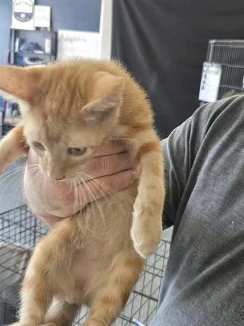 A young small-sized male Domestic Short Hair cat named Mr. Squidleton for adoption in Casper, WY
