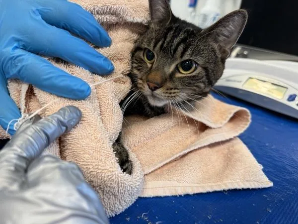 A young medium-sized male Domestic Short Hair cat named Seal for adoption in New York, NY