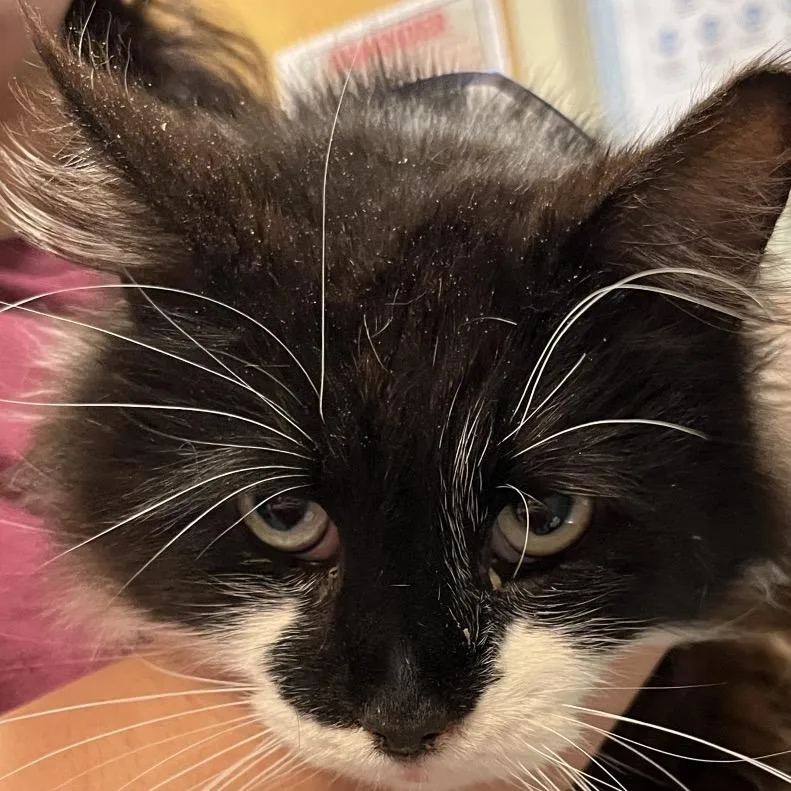 An adult medium-sized male Black Domestic Short Hair cat named Sylvester for adoption in Chattanooga, TN