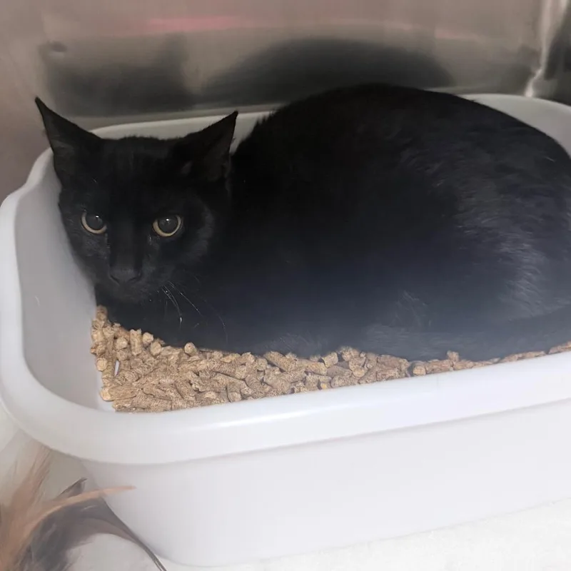 A baby small-sized male Black Domestic Short Hair cat named Perry for adoption in Titusville, FL
