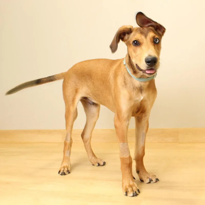 Skooby D thumbnail 2