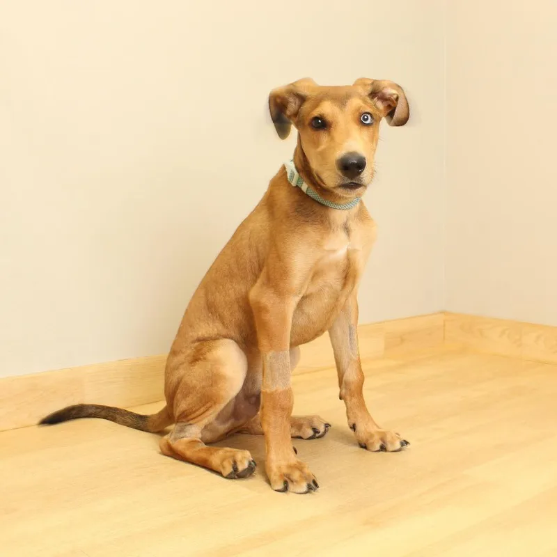 Skooby D thumbnail 3