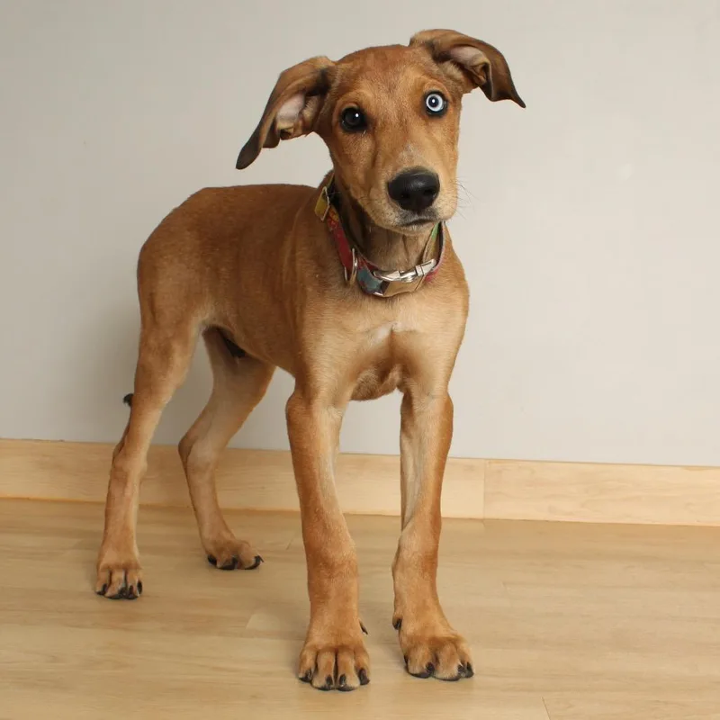 Skooby D thumbnail 4