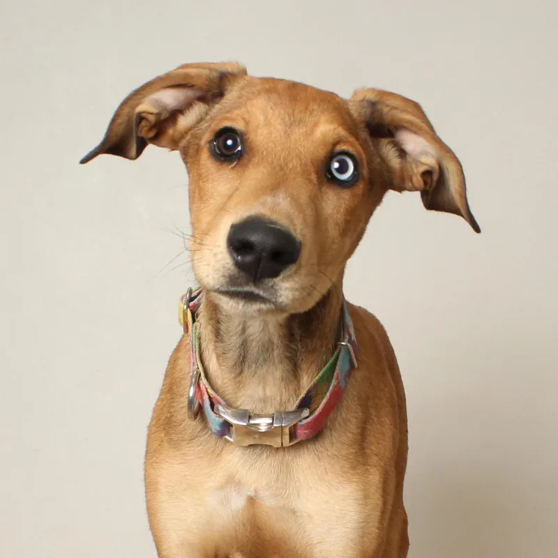 Skooby D thumbnail 5