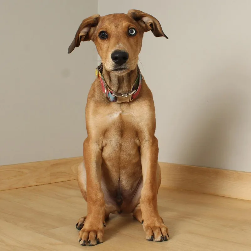 Skooby D thumbnail 6