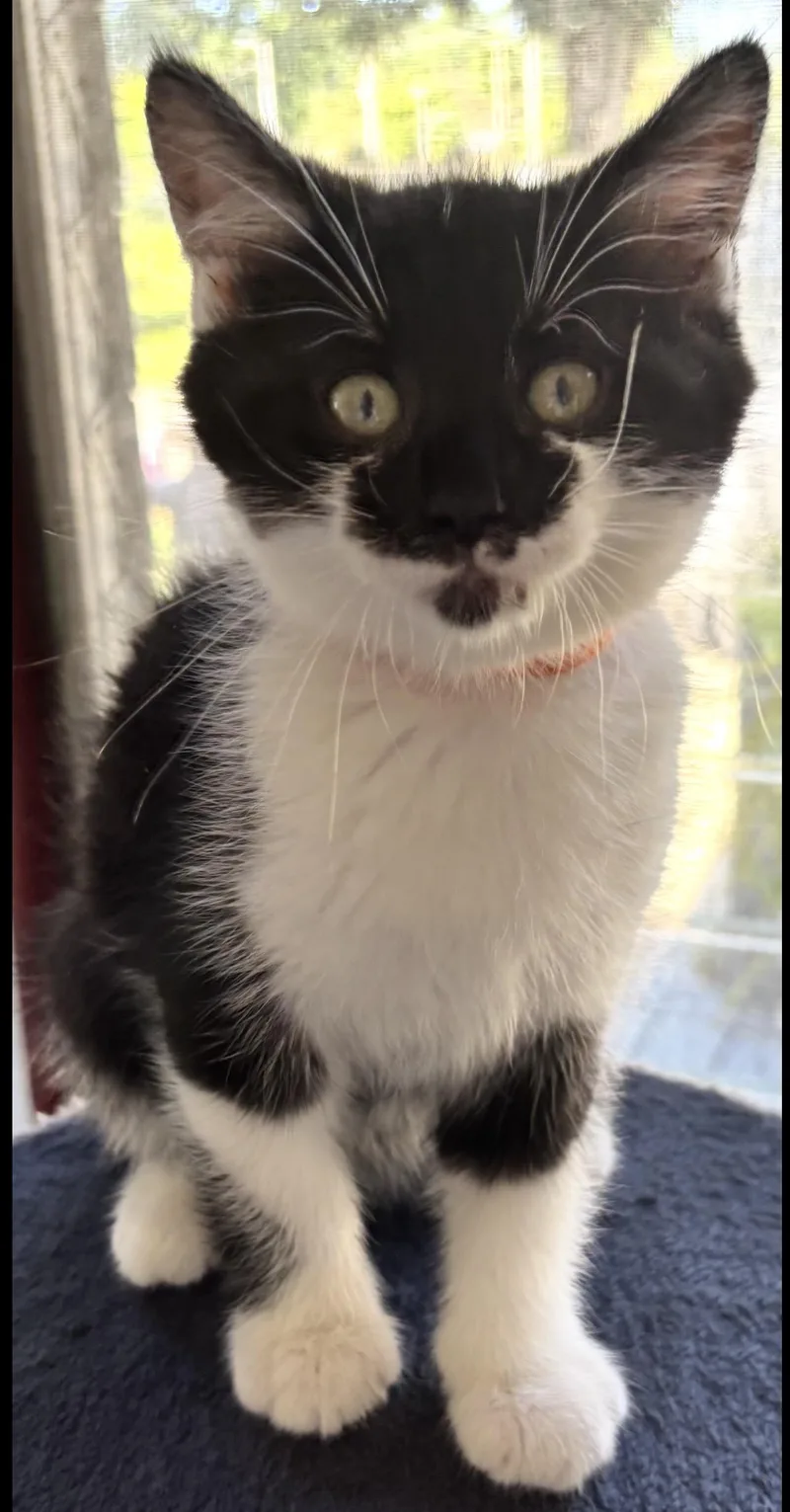 A baby small-sized male Domestic Long Hair cat named Hollywood for adoption in Canton, OH