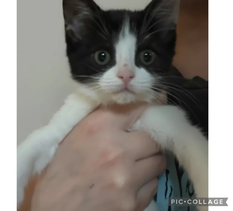 A baby small-sized female Black & White / Tuxedo Domestic Short Hair cat named Milkshake for adoption in Haddon Heights, NJ