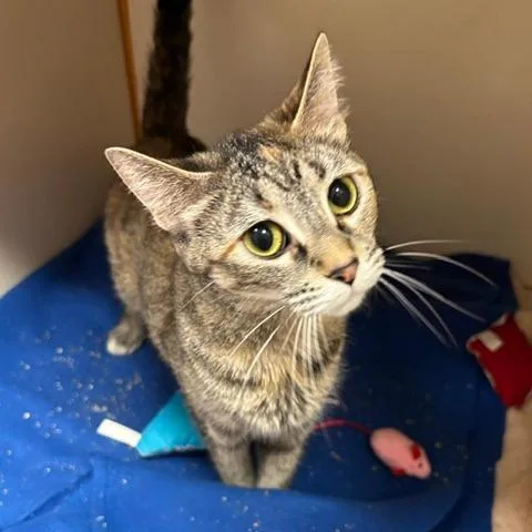 An adult medium-sized female Black & White / Tuxedo Domestic Short Hair cat named Paprika for adoption in South Elgin, IL