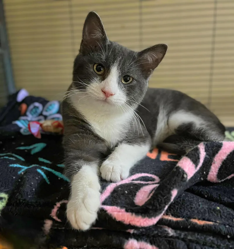 A baby medium-sized male Gray & White Domestic Short Hair cat named Scotch for adoption in Seville, OH
