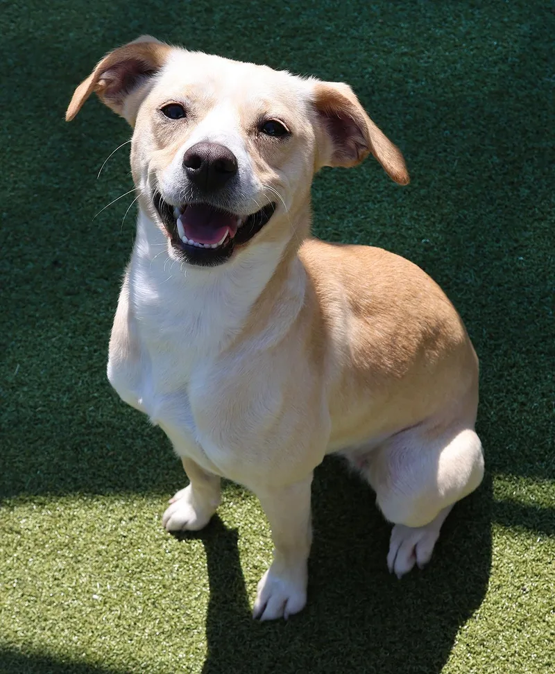 A young medium-sized female Labrador Retriever dog named Honeysuckle for adoption in Harrison, NY