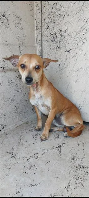 An adult small-sized male Chihuahua dog named Coco for adoption in Chula Vista, CA