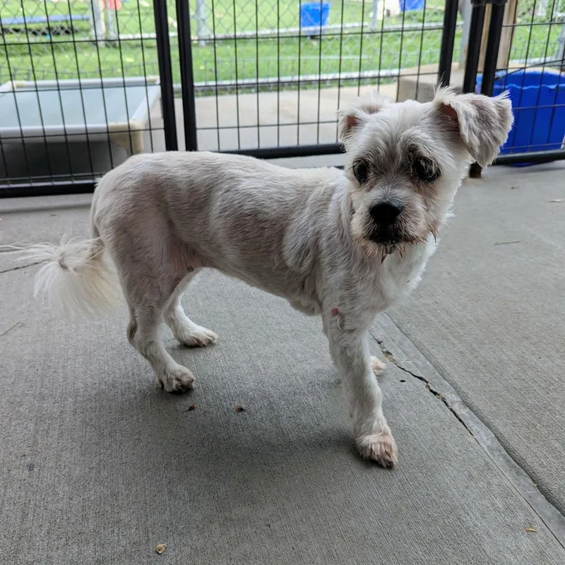 A senior small-sized female Shih Tzu dog named Sadie for adoption in Murphysboro, IL
