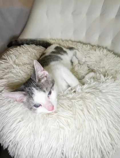 A baby small-sized male Domestic Short Hair cat named Cap N for adoption in Lawrenceville, GA
